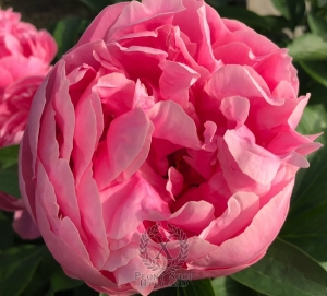 Thumbnail of Peony Maxentius, image 2 of 3