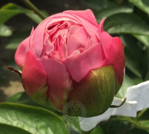 Thumbnail of Peony Maxentius, image 3 of 3