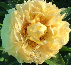 Thumbnail of Peony Maximian, image 1 of 4