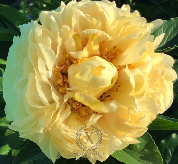 Peony Maximian