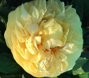 Thumbnail of Peony Maximian, image 2 of 4