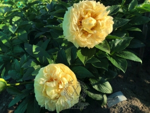 Thumbnail of Peony Maximian, image 3 of 4