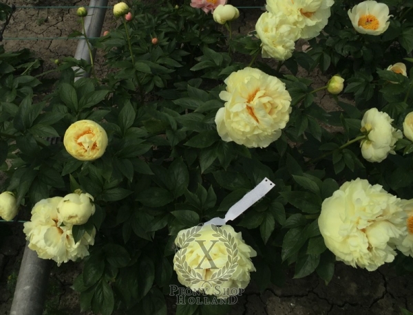 Peony Maximian, image 4 of 4