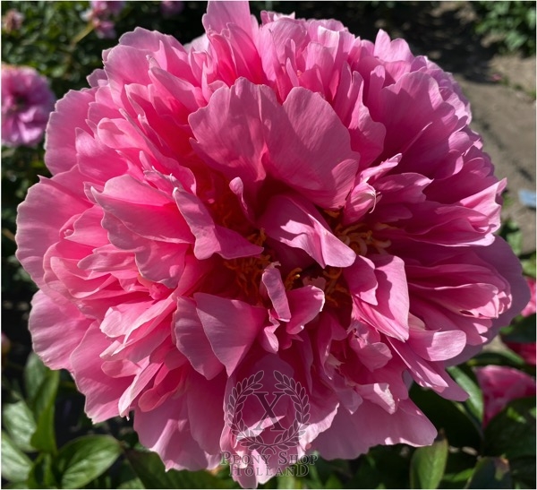 Peony Maximianus Herculius, image 1 of 3