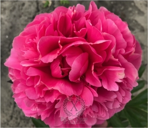 Thumbnail of Peony Maximianus Herculius, image 2 of 3