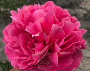 Thumbnail of Peony Maximianus Herculius, image 3 of 3