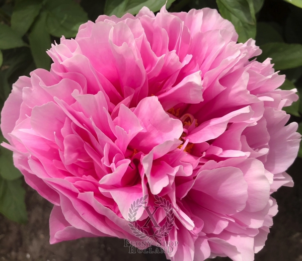 Peony Maximinus Daia