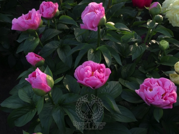 Peony Maximinus Daia, image 5 of 5