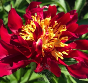 Thumbnail of Peony Maximinus Thrax, image 1 of 8