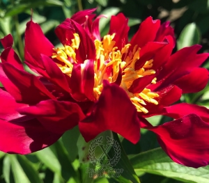 Thumbnail of Peony Maximinus Thrax, image 2 of 8