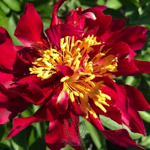 Thumbnail of Peony Maximinus Thrax, image 3 of 8