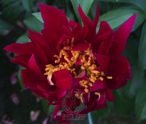 Thumbnail of Peony Maximinus Thrax, image 4 of 8