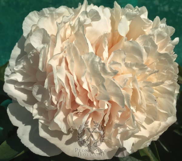 Peony Maximus®