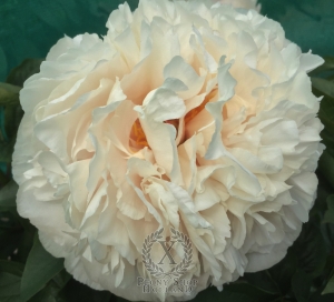 Thumbnail of Peony Maximus®, image 2 of 6