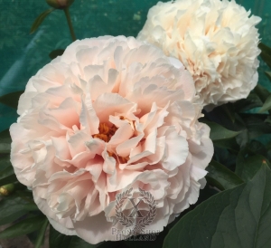 Thumbnail of Peony Maximus®, image 3 of 6