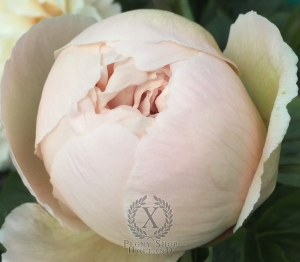 Thumbnail of Peony Maximus®, image 4 of 6