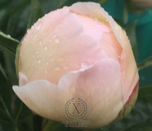 Thumbnail of Peony Maximus®, image 5 of 6