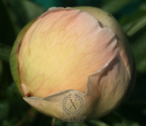 Thumbnail of Peony Maximus®, image 6 of 6