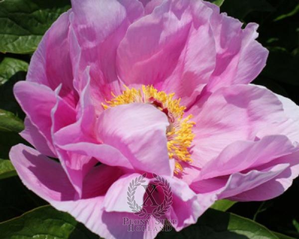 Peony May Lilac