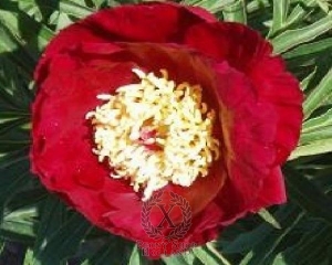 Thumbnail of Peony Merry Mayshine, image 1 of 1