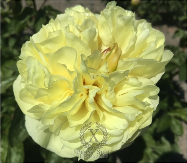 Peony Messalina, image 1 of 3