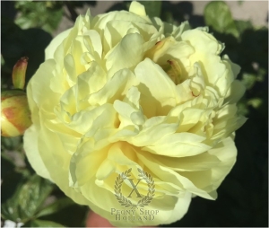 Thumbnail of Peony Messalina, image 2 of 3