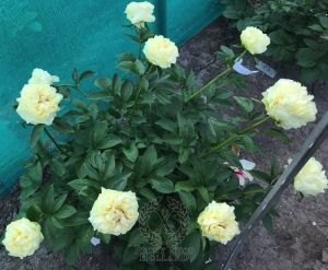 Thumbnail of Peony Messalina, image 3 of 3