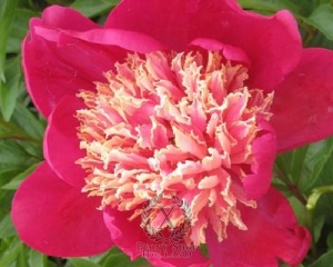 Thumbnail of Peony Mikado, image 1 of 1