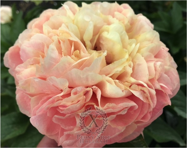 Peony Milk of Poppea®