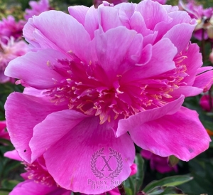 Thumbnail of Peony Mirazh, image 1 of 1