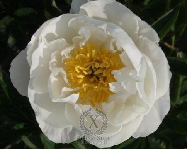 Peony Miss America, image 1 of 1