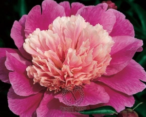 Thumbnail of Peony Miss Congeniality, image 1 of 1