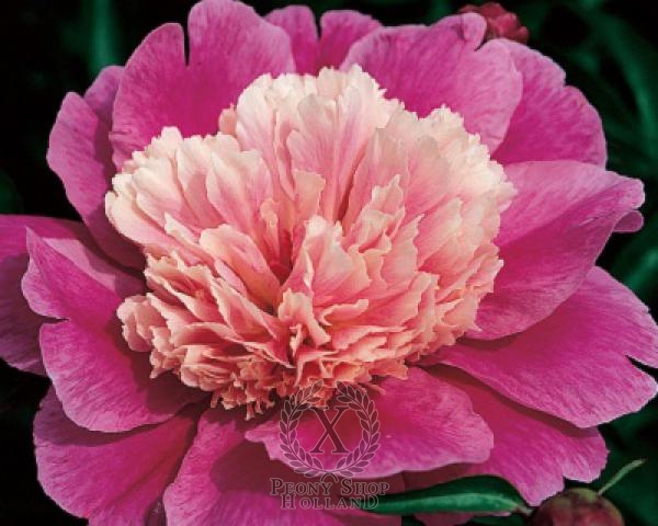 Peony Miss Congeniality, image 1 of 1