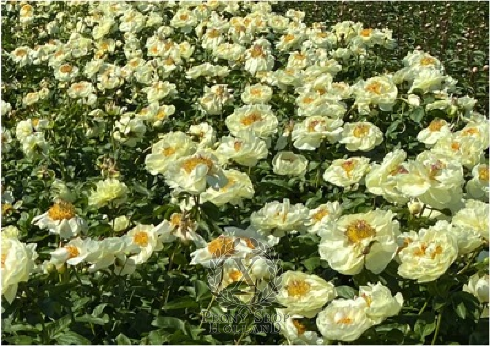 Peony Mixed Yellow Peonies at peony nursery