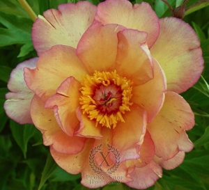 Thumbnail of Peony Mock Orange Yellow, image 1 of 1