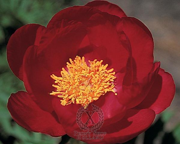 Peony Montezuma