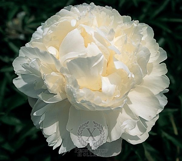 Peony Moon over Barrington