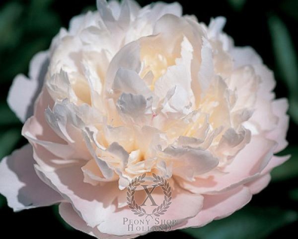 Peony Moon River