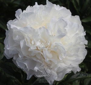 Thumbnail of Peony Moonlit Snow, image 1 of 1