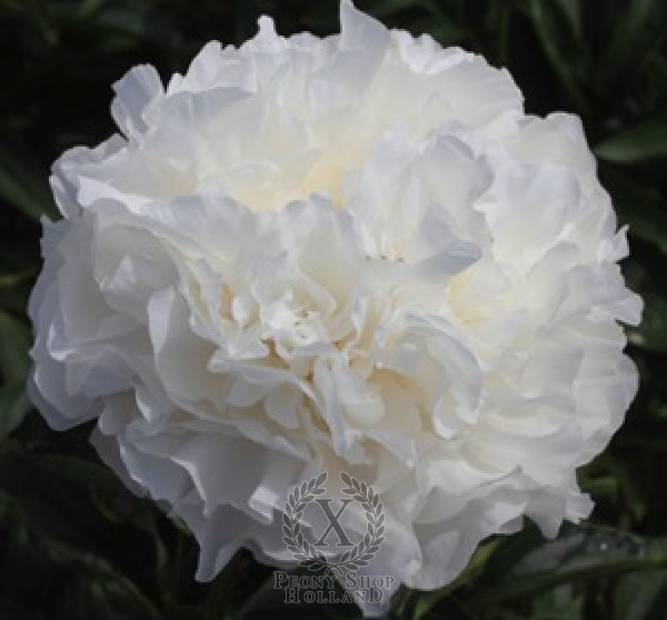 Peony Moonlit Snow