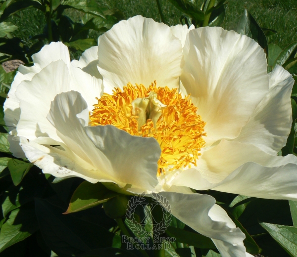 Peony Moonrise
