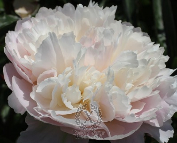 Peony Moonstone