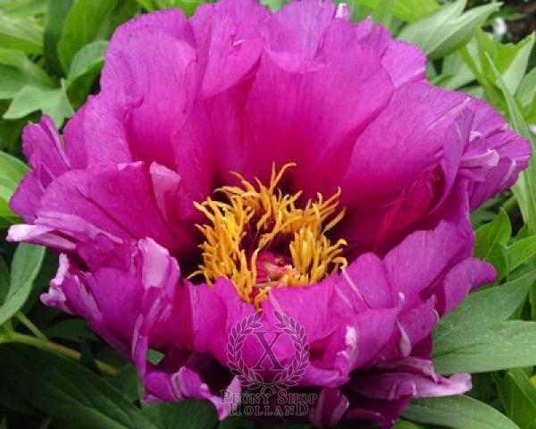 Peony Morning Lilac