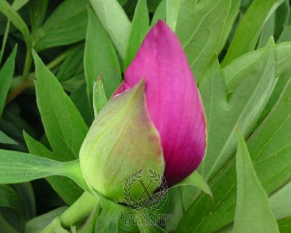 Peony Morning Lilac, image 2 of 2