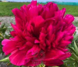 Thumbnail of Peony Moskva, image 2 of 4