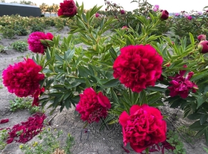 Thumbnail of Peony Moskva, image 3 of 4