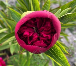 Thumbnail of Peony Moskva, image 4 of 4