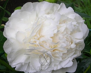 Thumbnail of Peony Mother's Choice, image 1 of 1