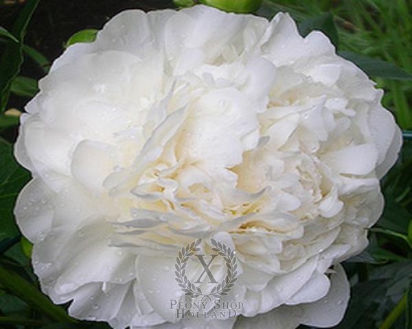 Peony Mother's Choice