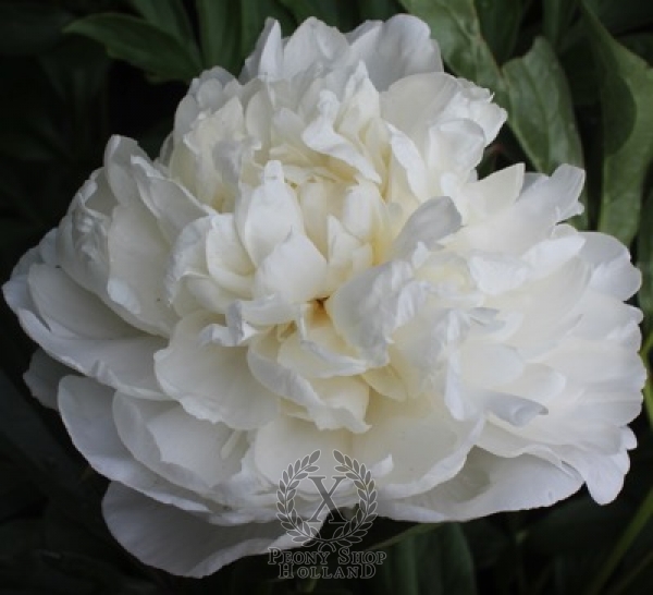 Peony Mother's Day
